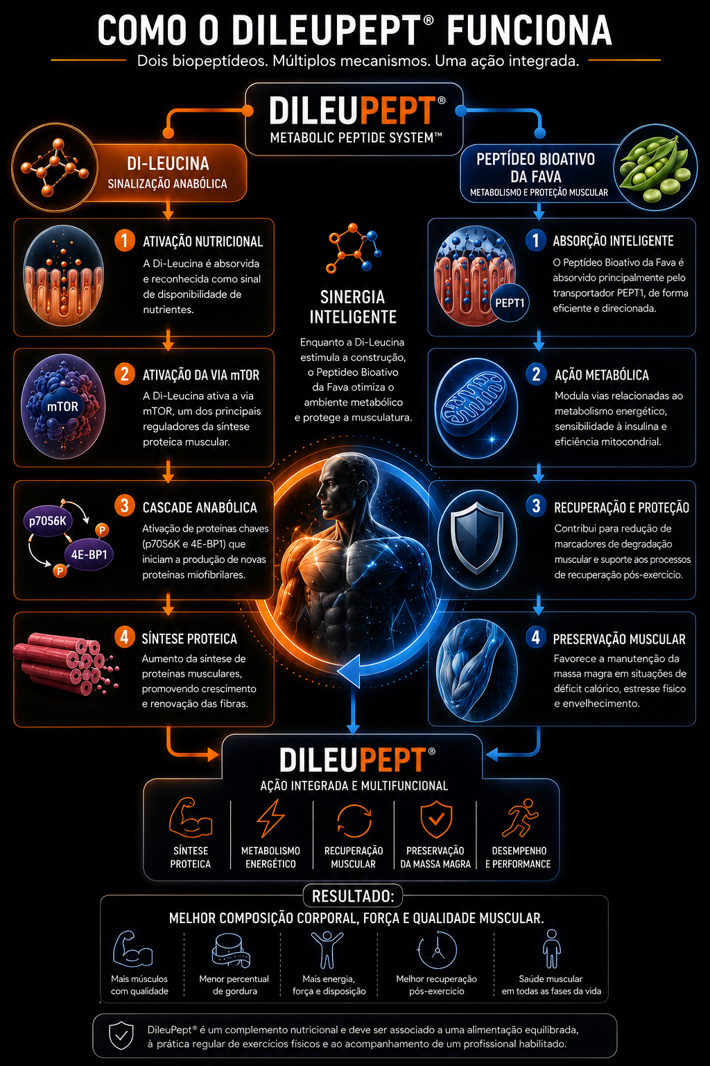 Infografico explicando como o DileuPept funciona na saude muscular